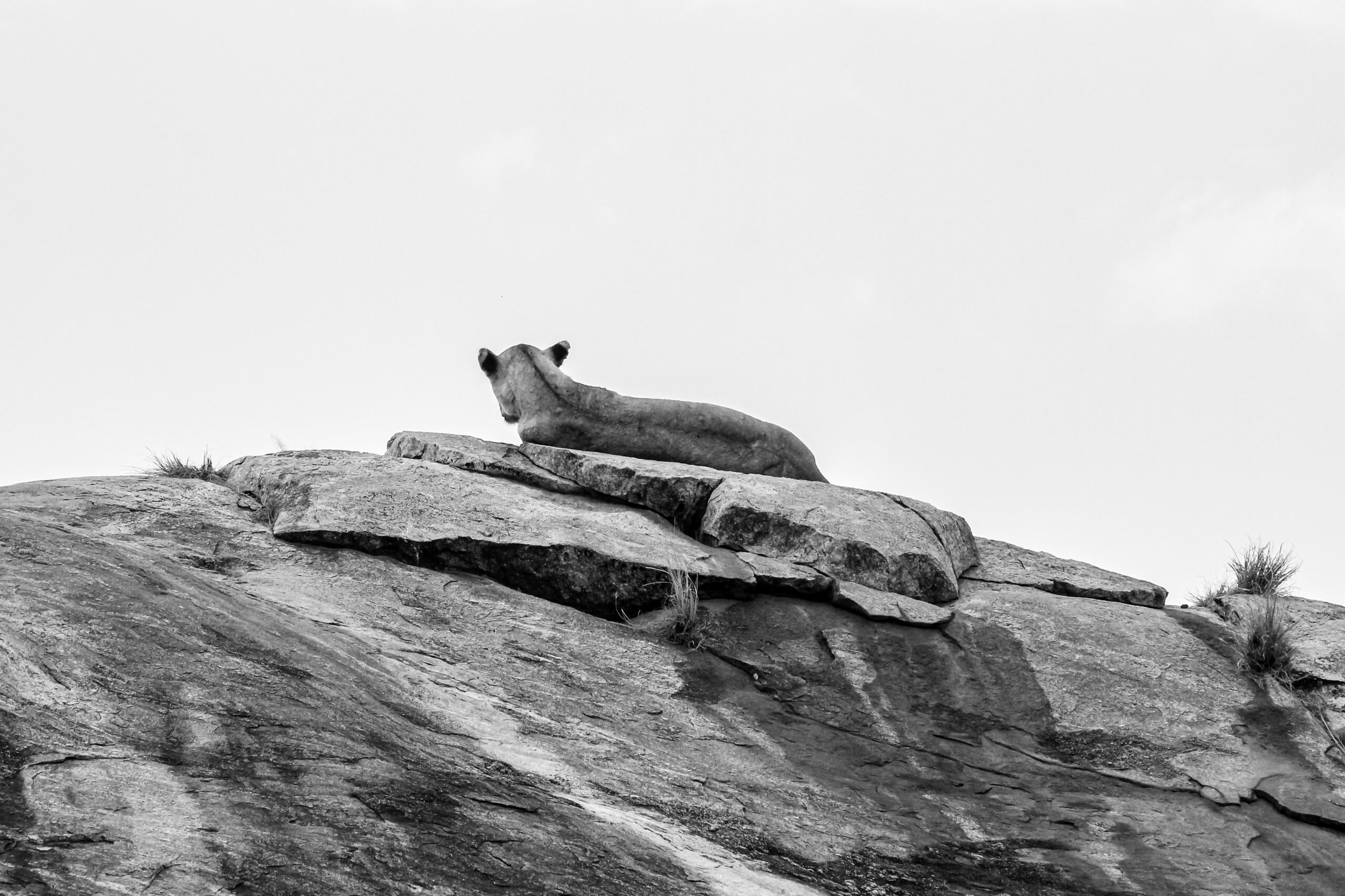 Exhibit Errance, Beauty of wildlife by Camille Massida Photography